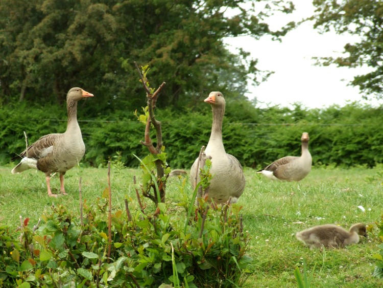 Greylag Geese and Gosling
