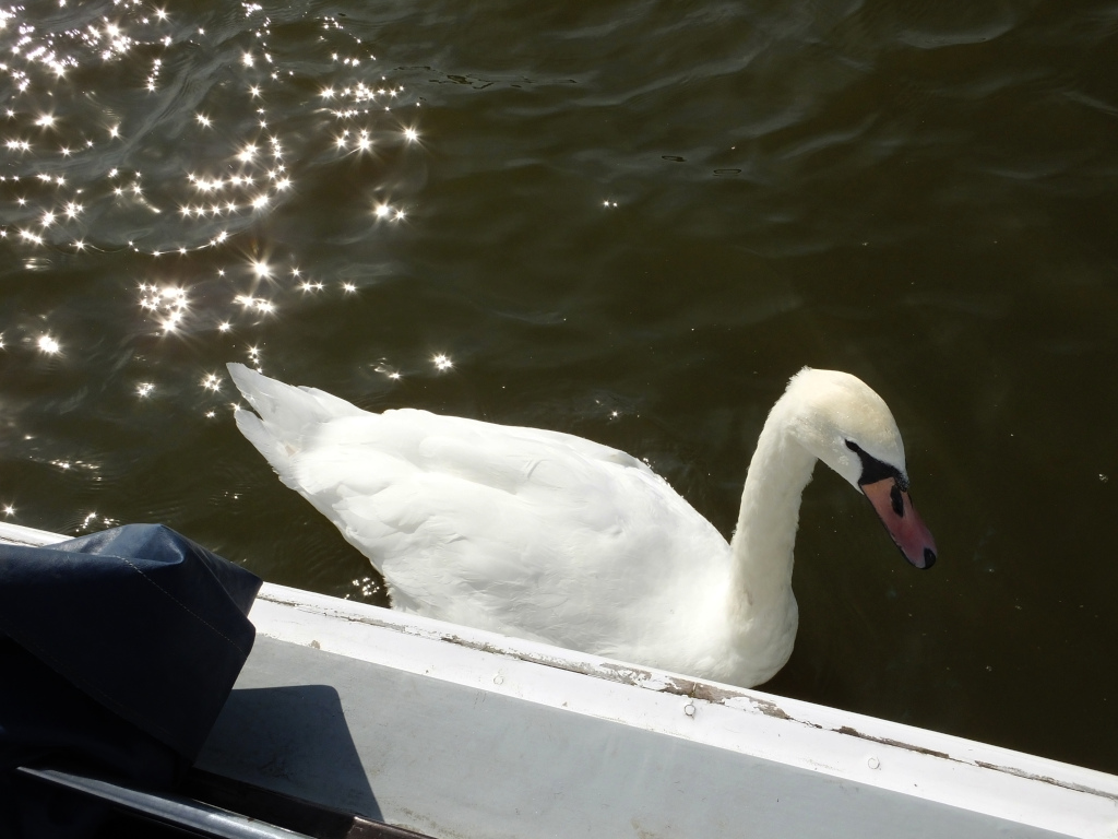 The inevitable visiting swan
