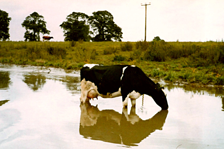 A Cow Drinks In The Canal