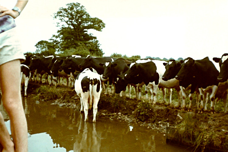 Cattle In The Canal