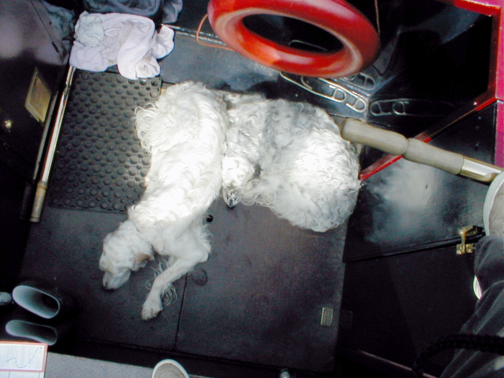 Two Dogs lie in the cockpit of nb Stolen Time