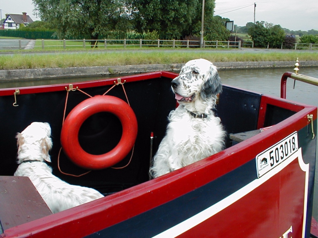 Two English Setters in the cockpit of Stolen Time