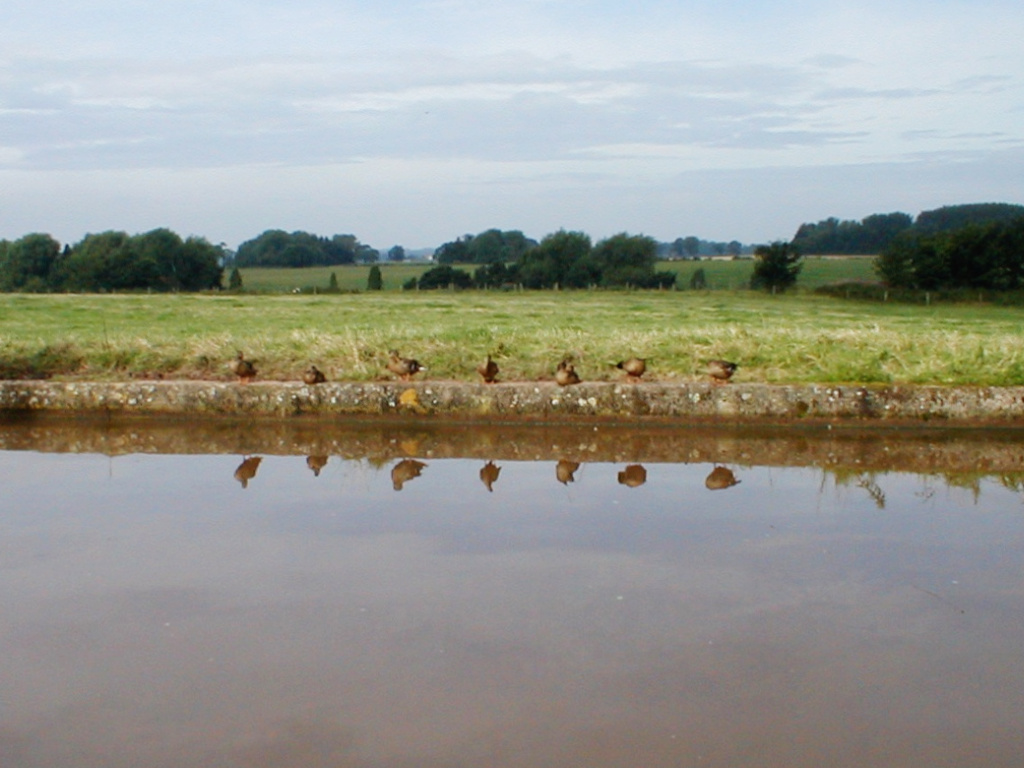 Ducks on the concrete bank of the canal