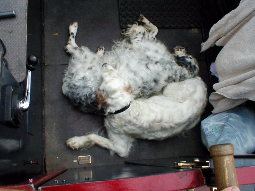 Zena and Charlie, our English Setters