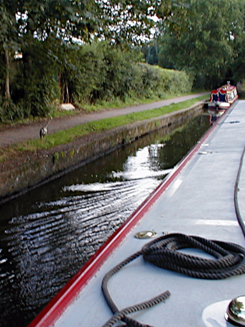Heron on the canal bank