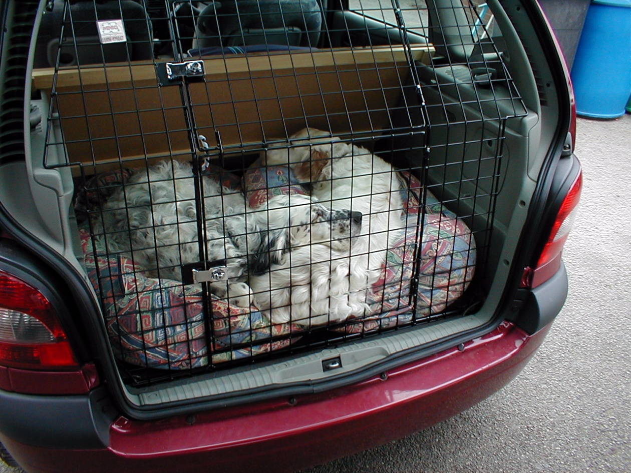 English Setters at rest in the back of a Renault Scenic.