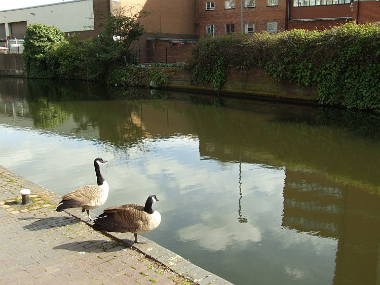 Canada Geese