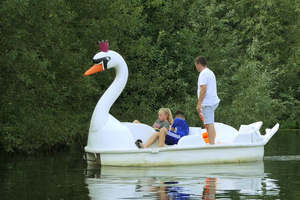 A giant pedlo swan