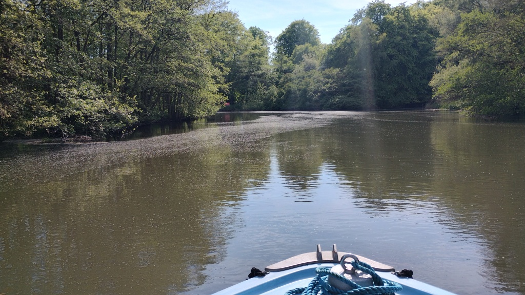 A line pussy willow on the river