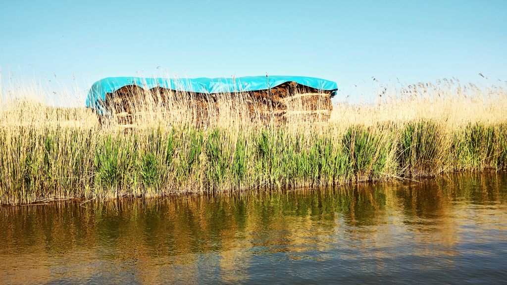 Stacks of Norfolk Reed