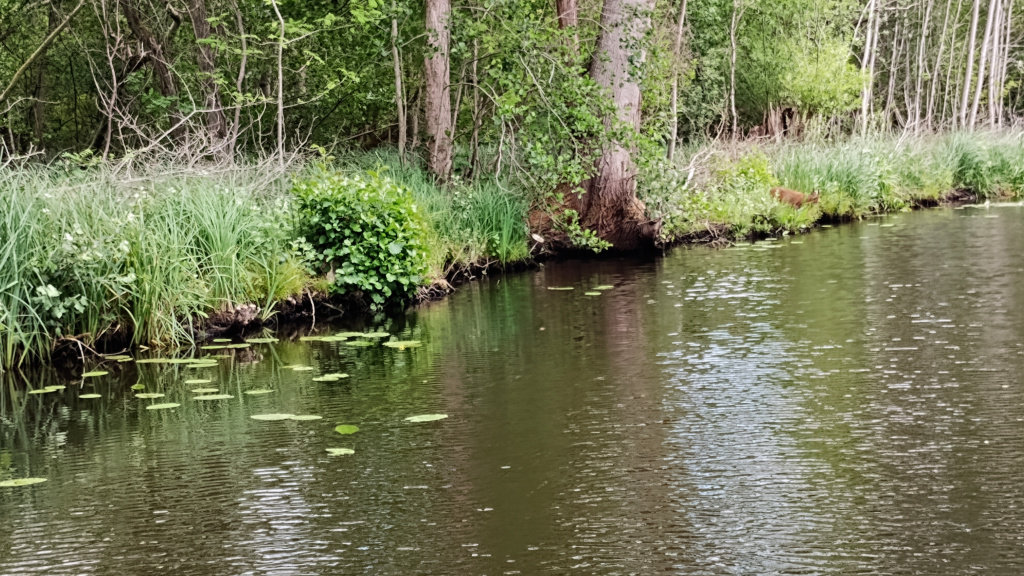 Muntjac on river bank