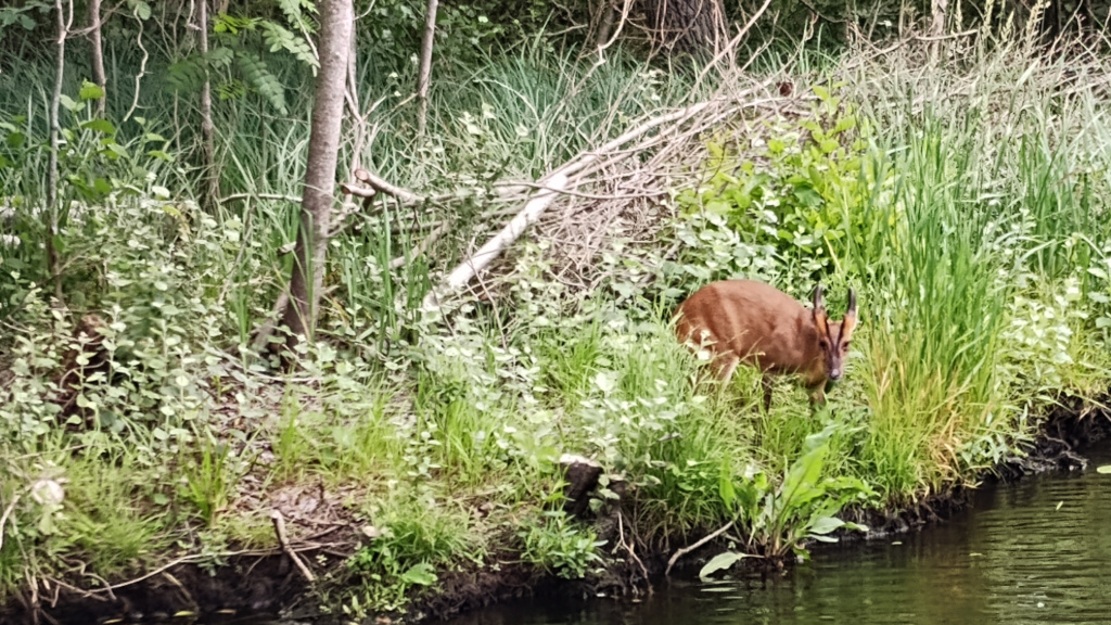 Muntjac on river bank