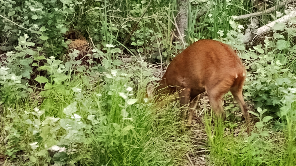 Muntjac on river bank