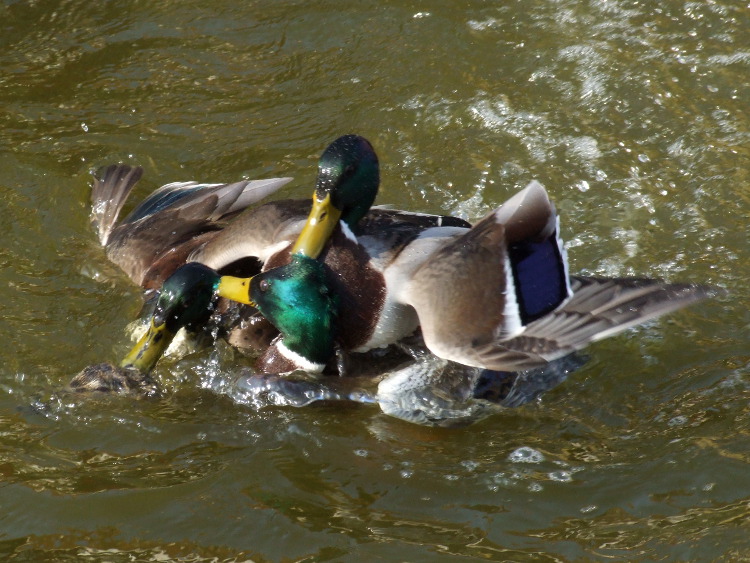 Ducks in a Mating Frenzy