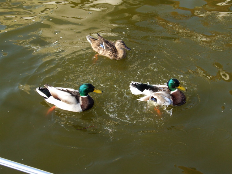 Ducks After The Escapade