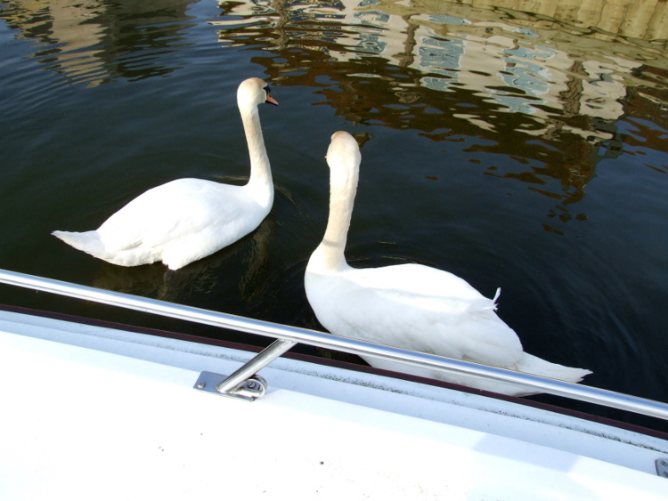 Two Swans by Just 17