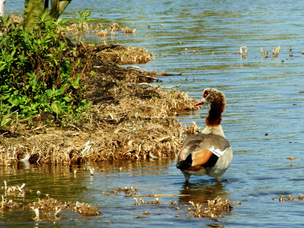 Duck paddling in Hickling Broad Shallows