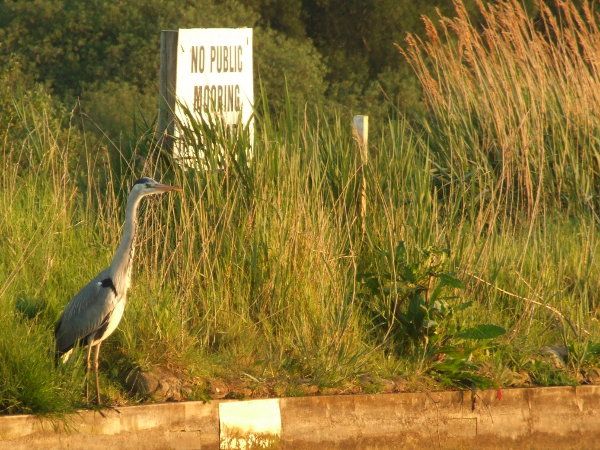 Heron on River Bank